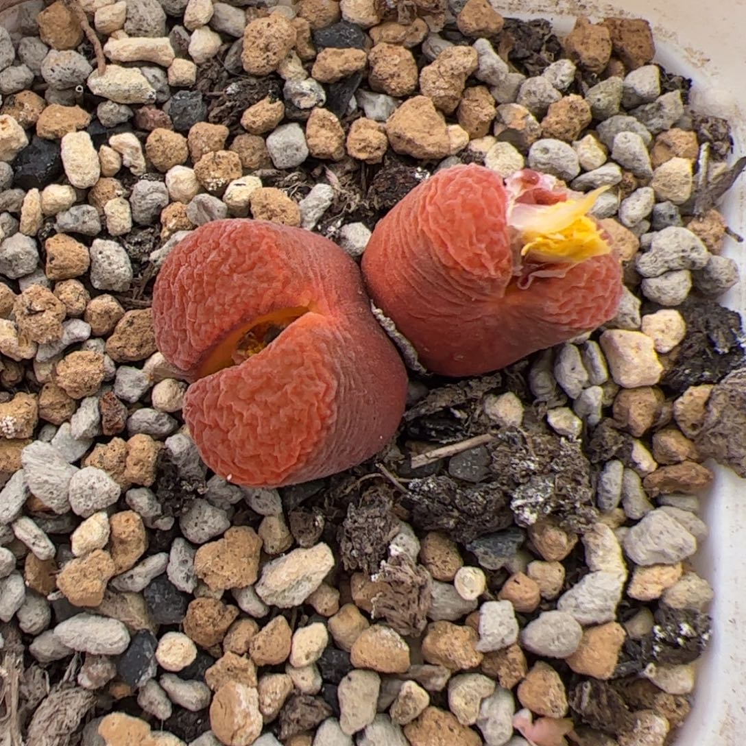 0433号风铃 多肉植物