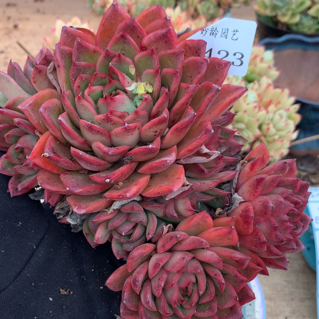 5423杂交多肉老桩