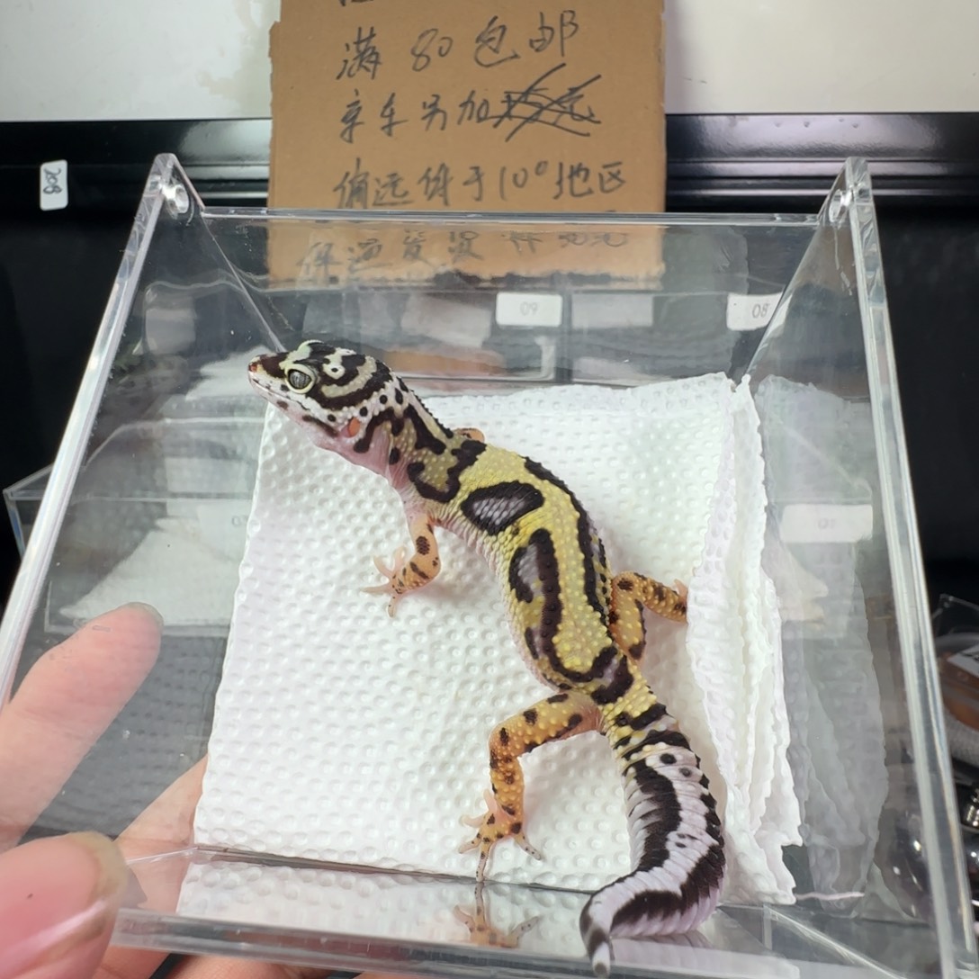 豹纹守宫土匪妹妹