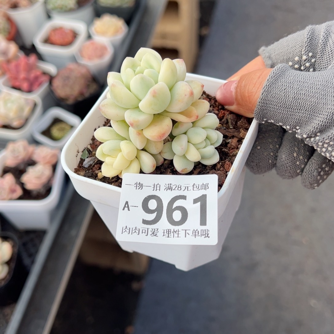 劳尔锦多肉多肉多肉多肉多肉多肉