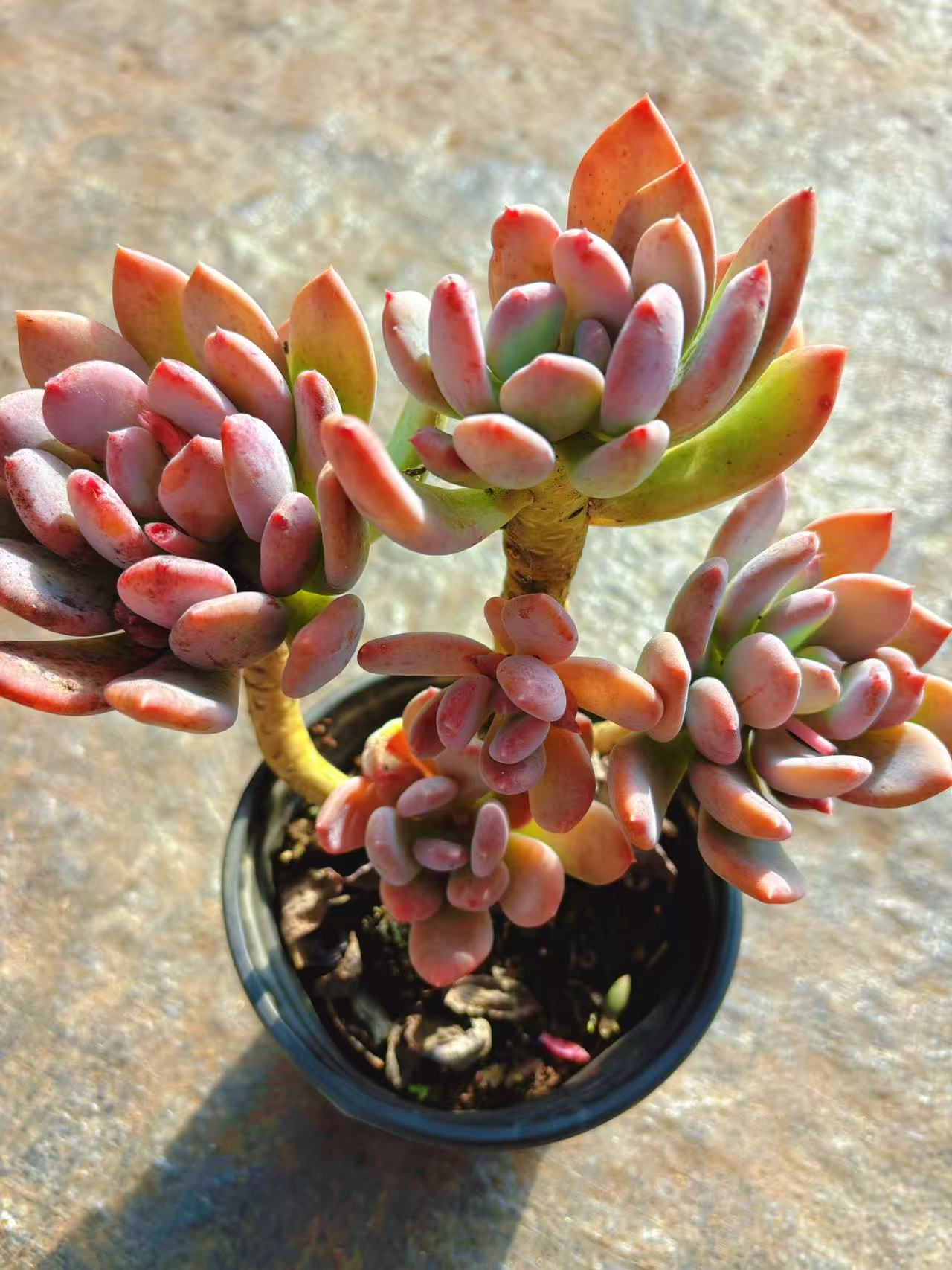 ［老桩灰姑娘］好看好养 脱土发 （2单包邮）好运来多肉云南基地直发