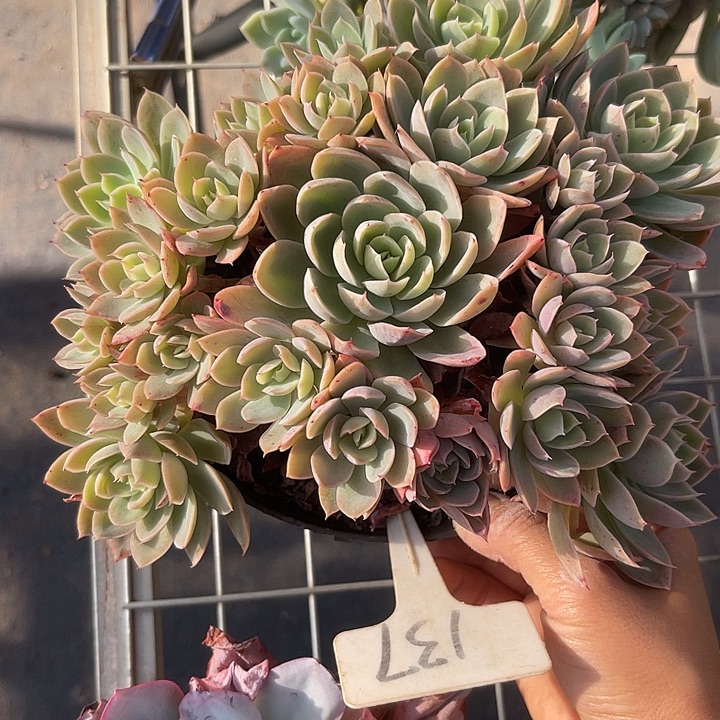 两单包邮，补双十一福利137丝绸