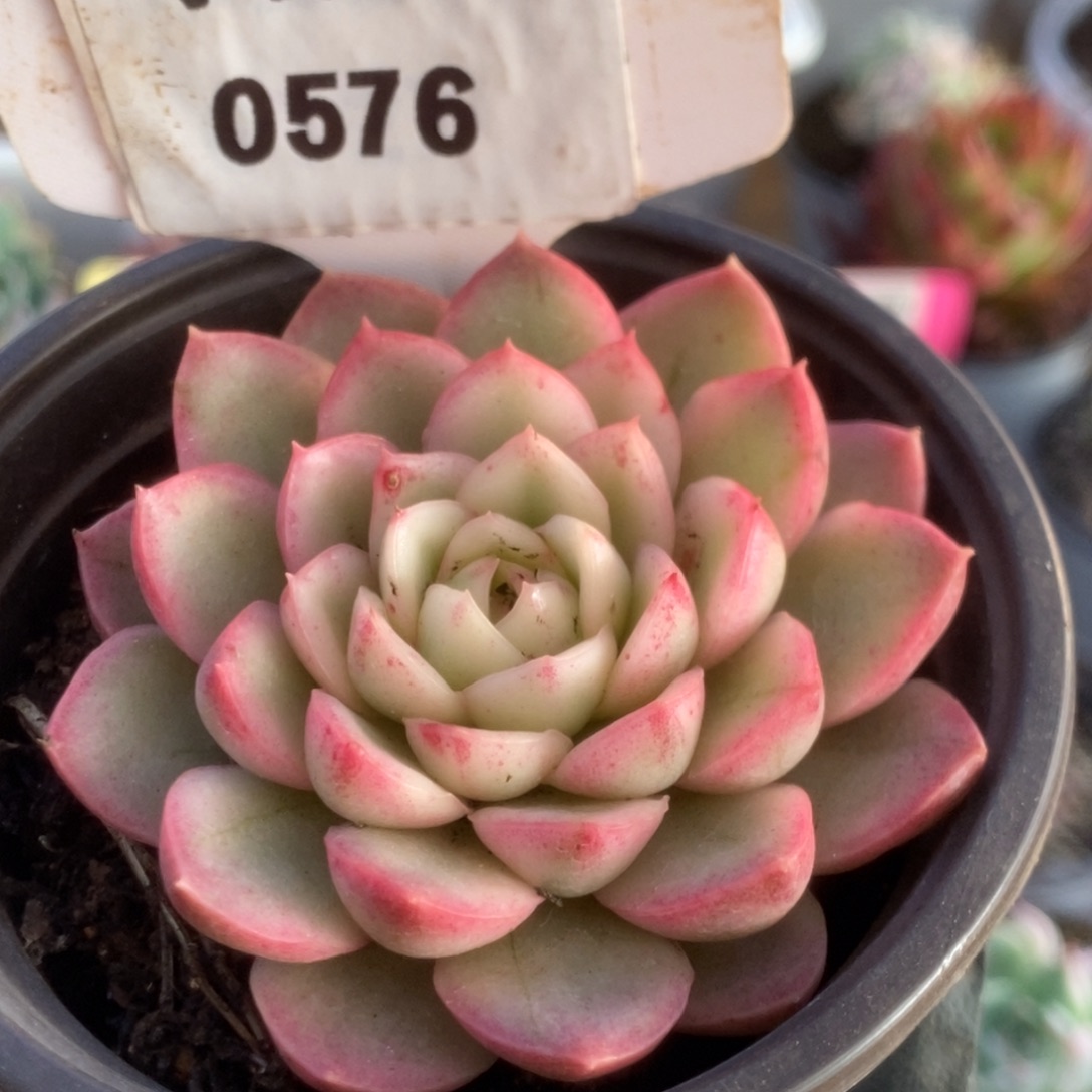 576黄玫瑰锦锦锦锦锦