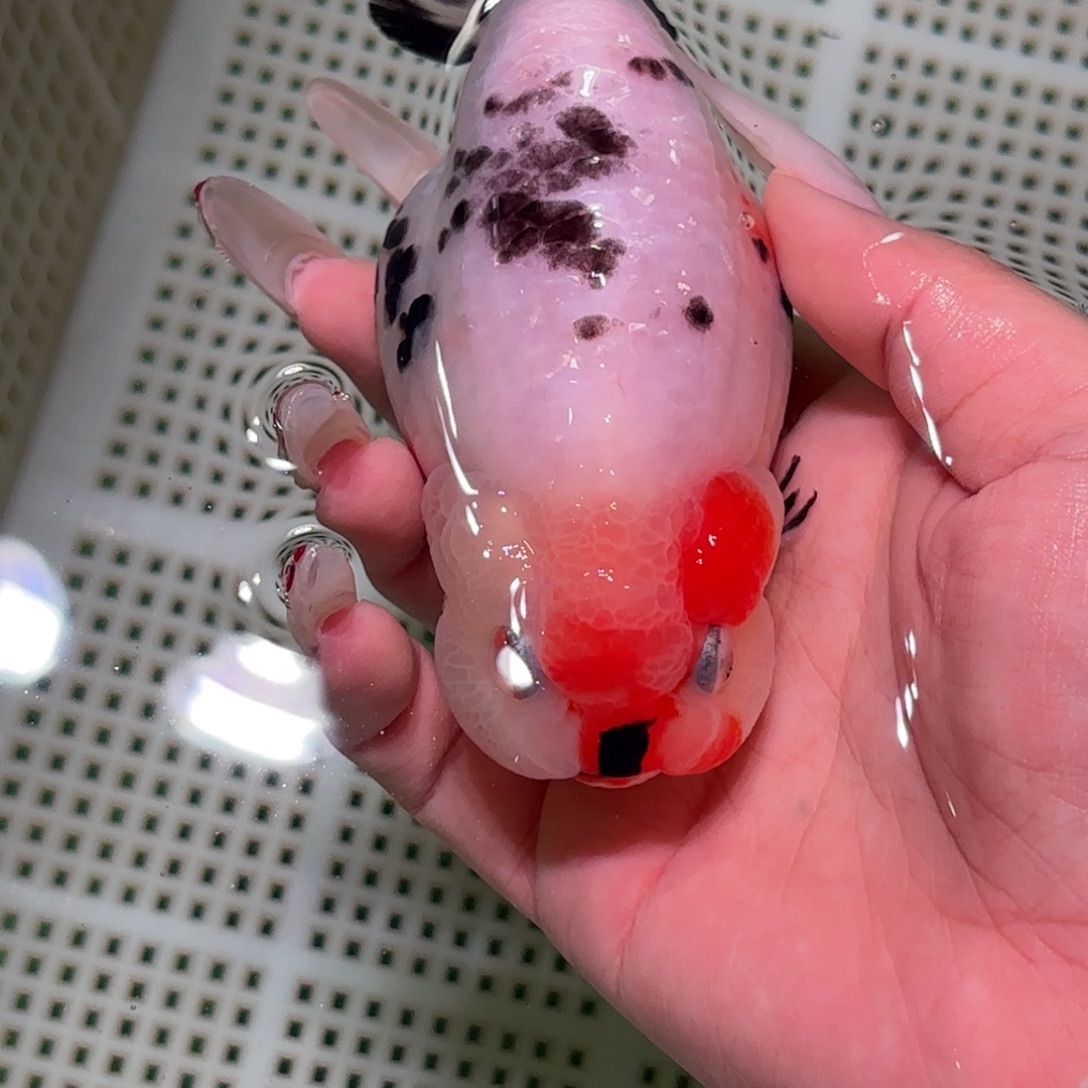 要***乐金鱼拍包装包邮，不拍包装运费到付