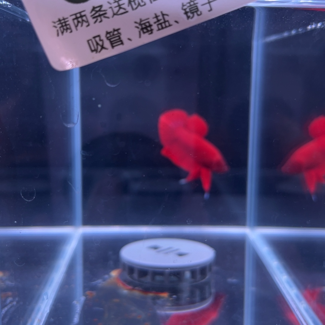 斗鱼泰国斗鱼36号