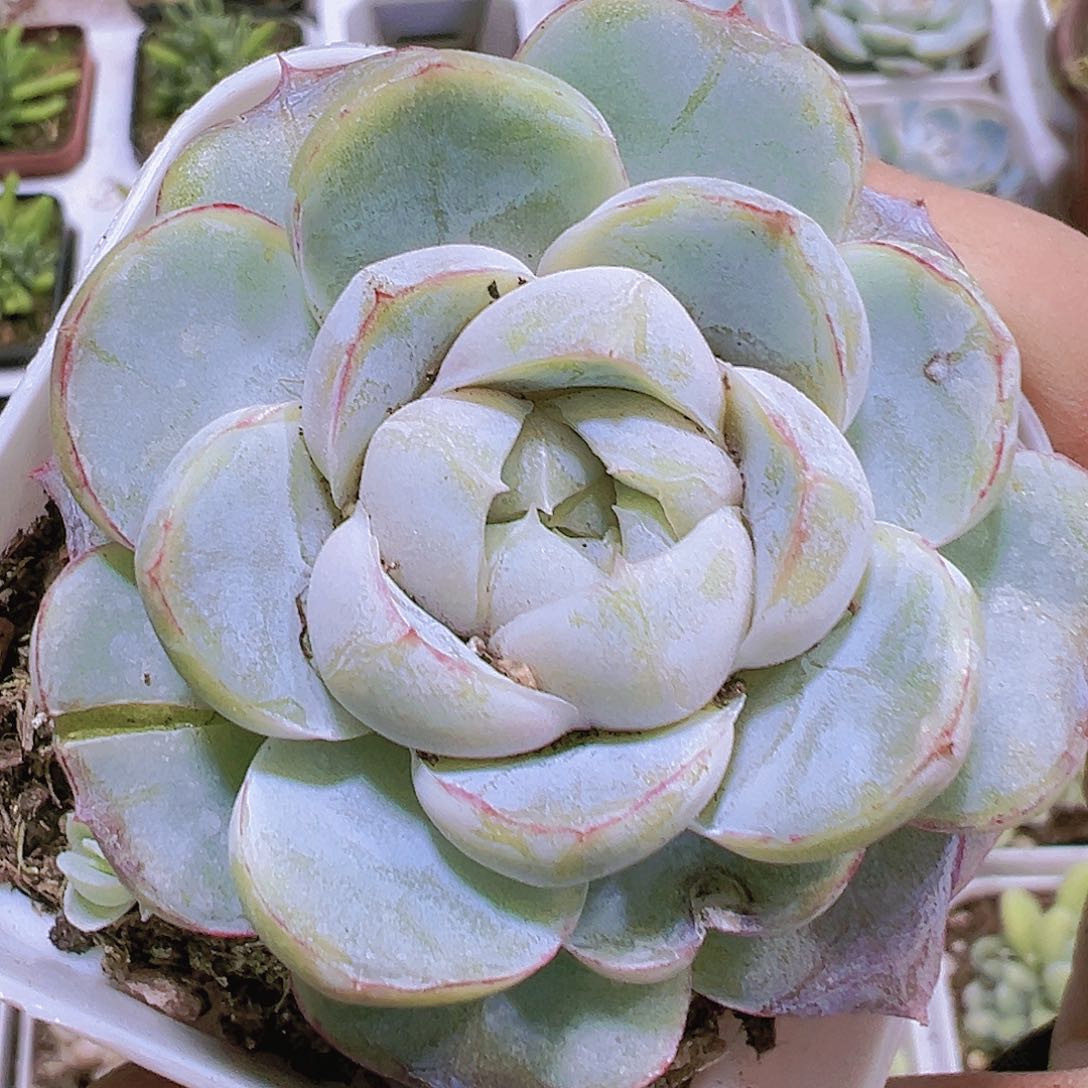 大单头胖虎19包邮多肉