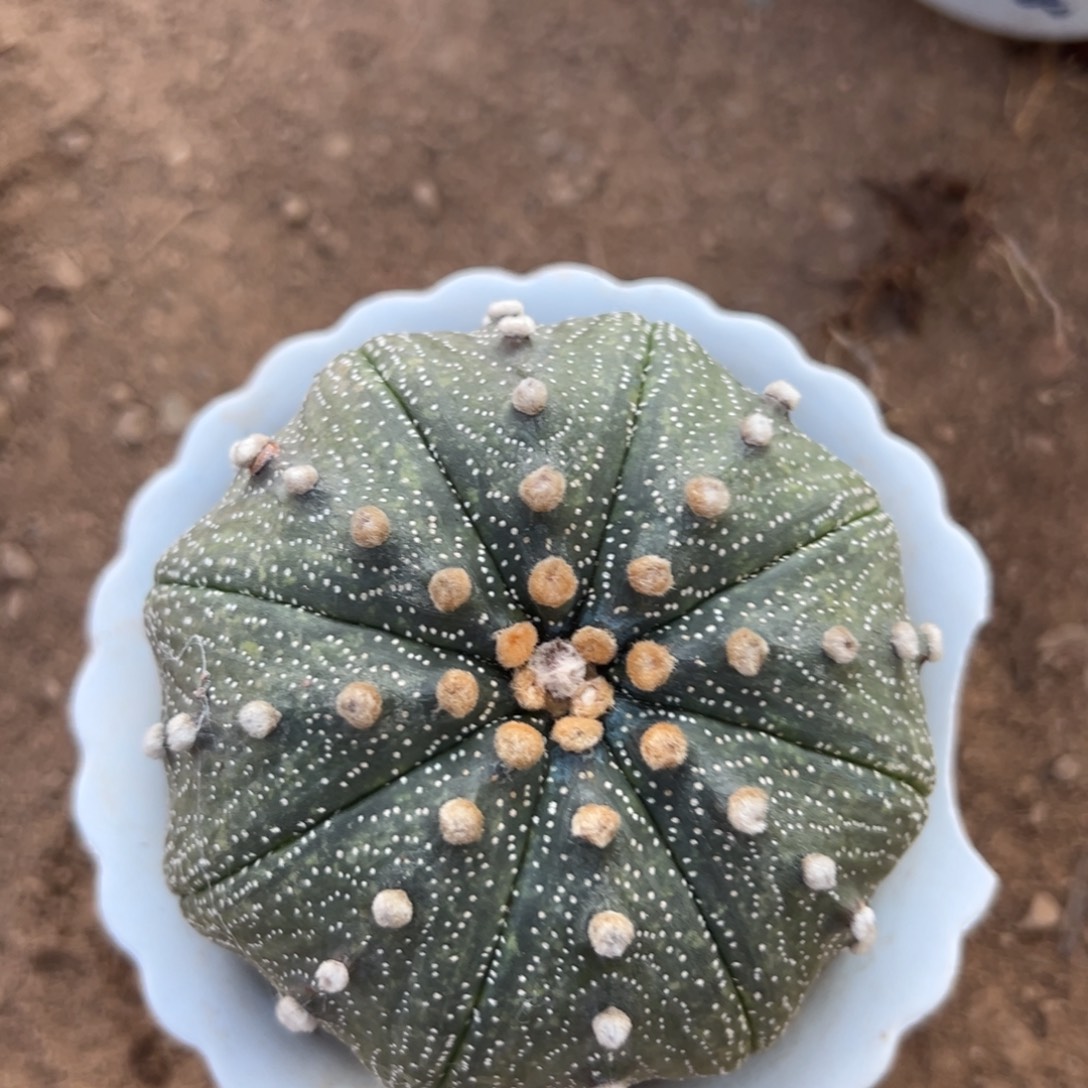 用***0零零落落 零零落落