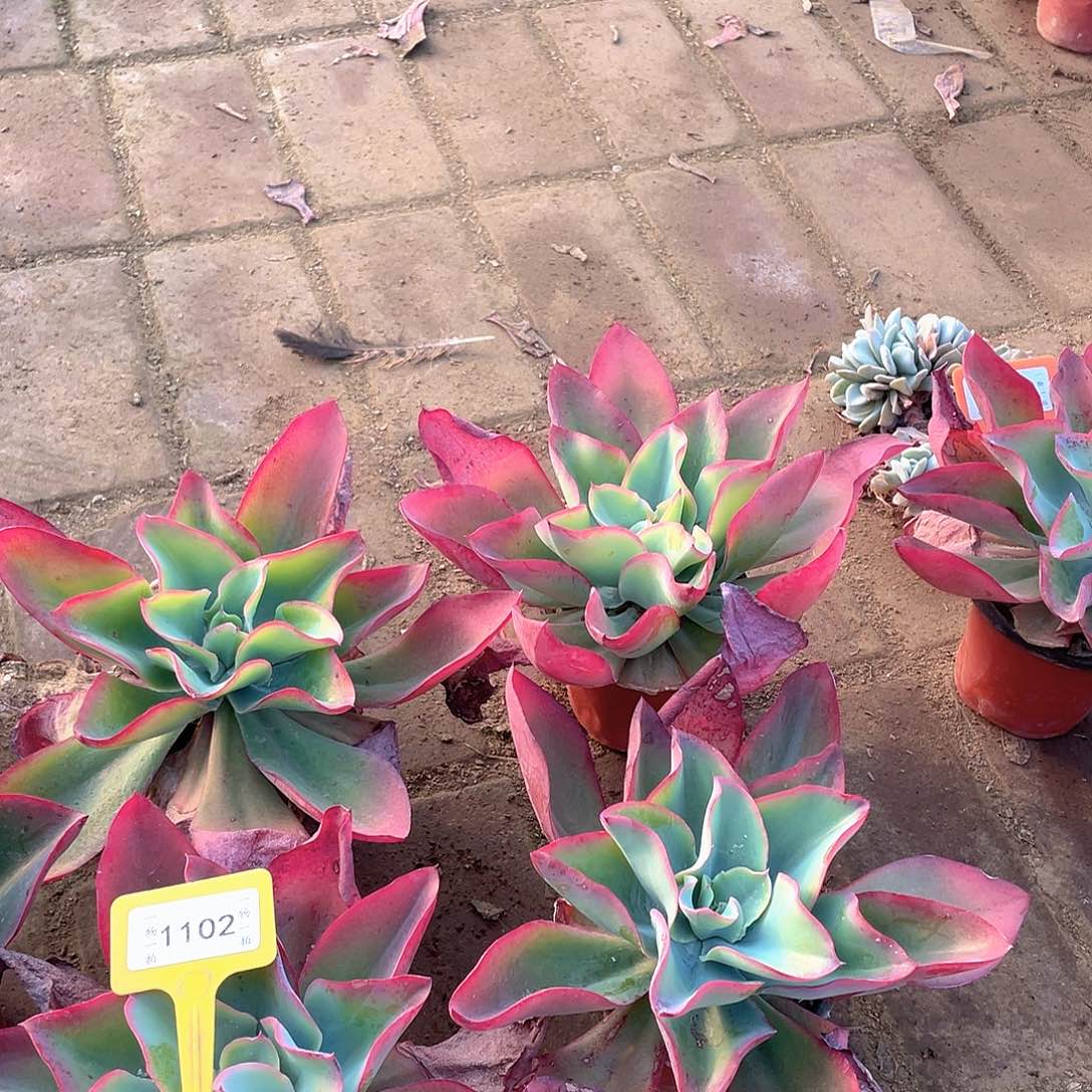 星***愿1102号五个一组多肉