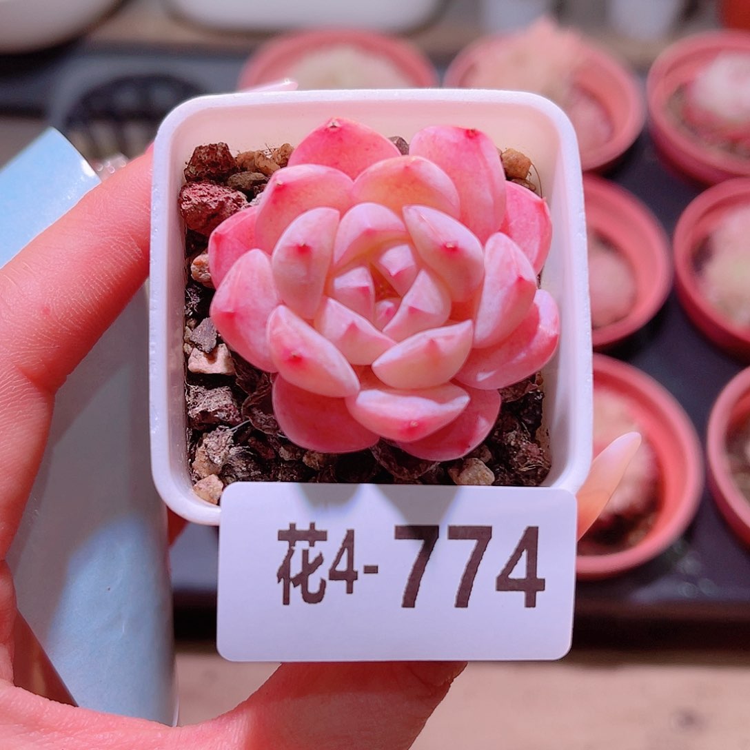 花利美4-774白桃汽水