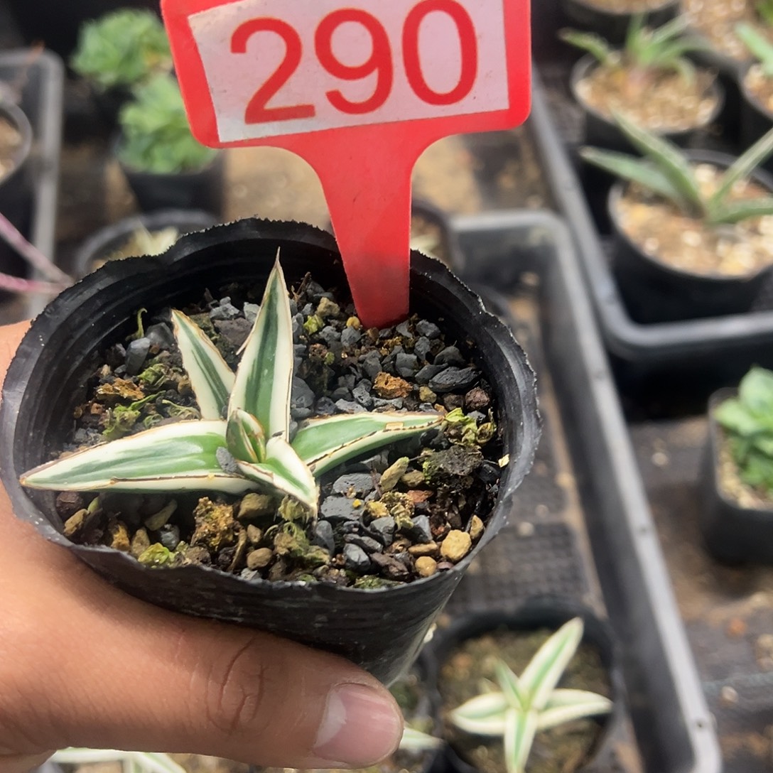 闪****冰山龙舌兰非组培290