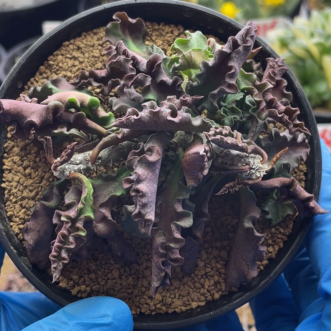 实生老桩皱叶麒麟仙人球