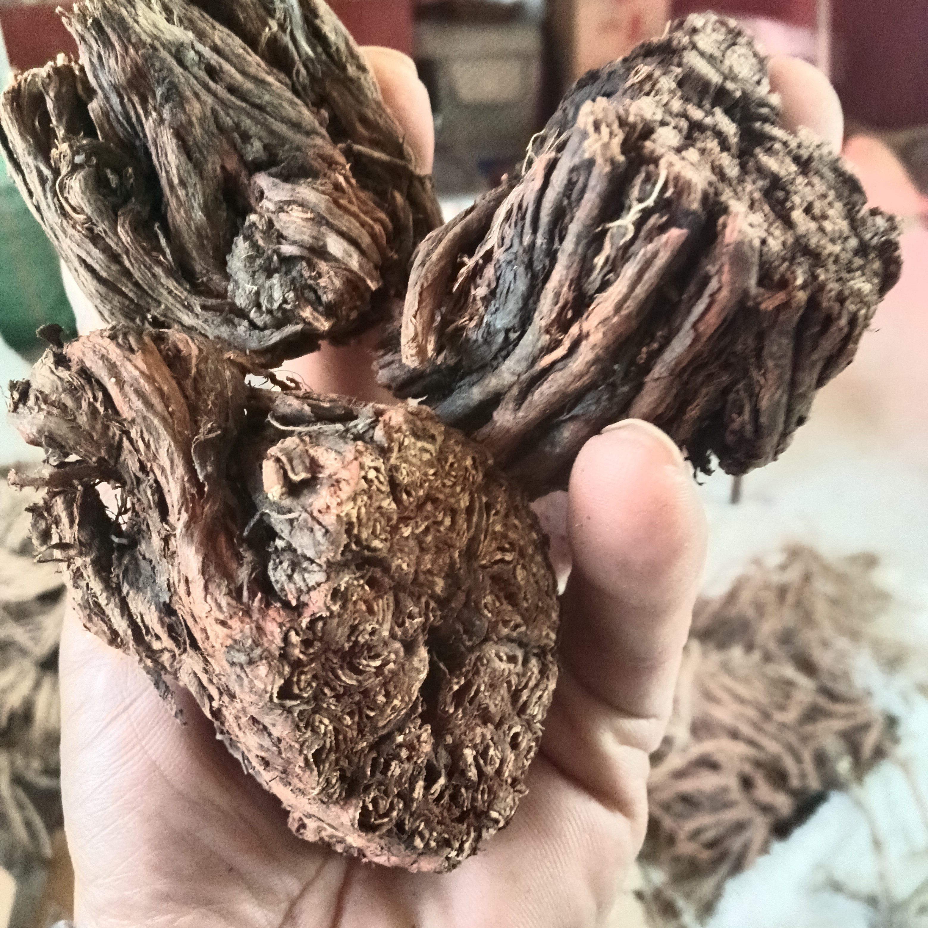 甘肃野生丹参250-500克