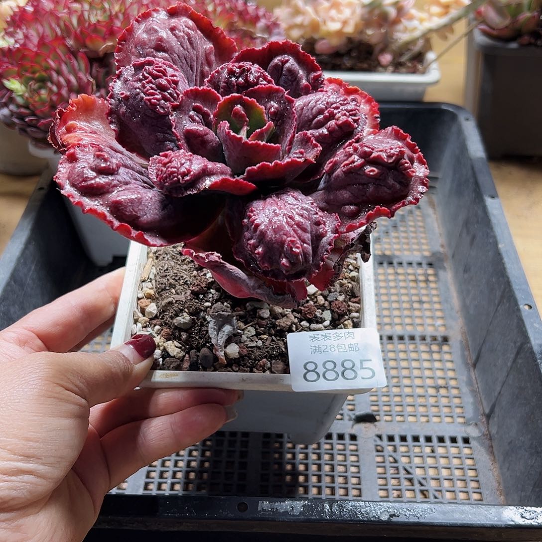 9号多肉一物一拍8885