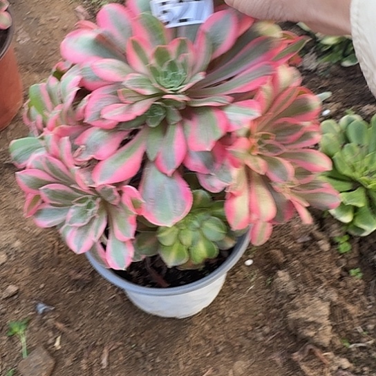 无花朵女妖527号不包断枝