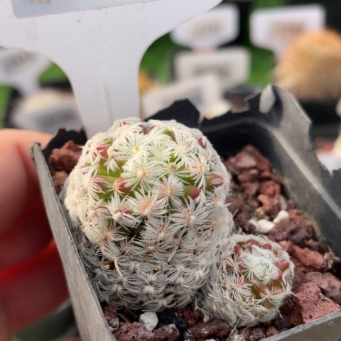 双***材7249 杜威威实生裸根发货清货满 39 包邮，非偏远地区