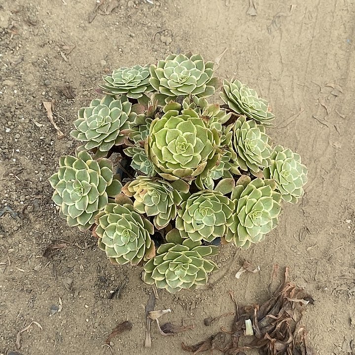 粉花妖19多肉植物法师法师法师