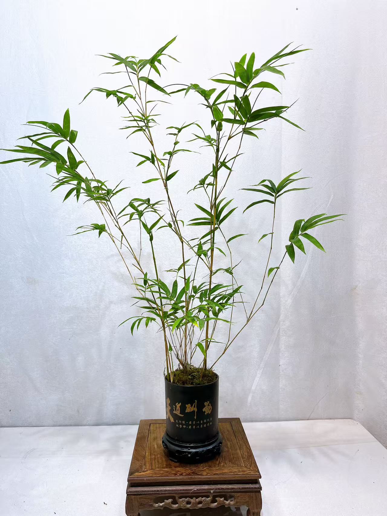 盆景观音竹室内桌摆茶室茶空间好养易活植物观赏竹转运竹