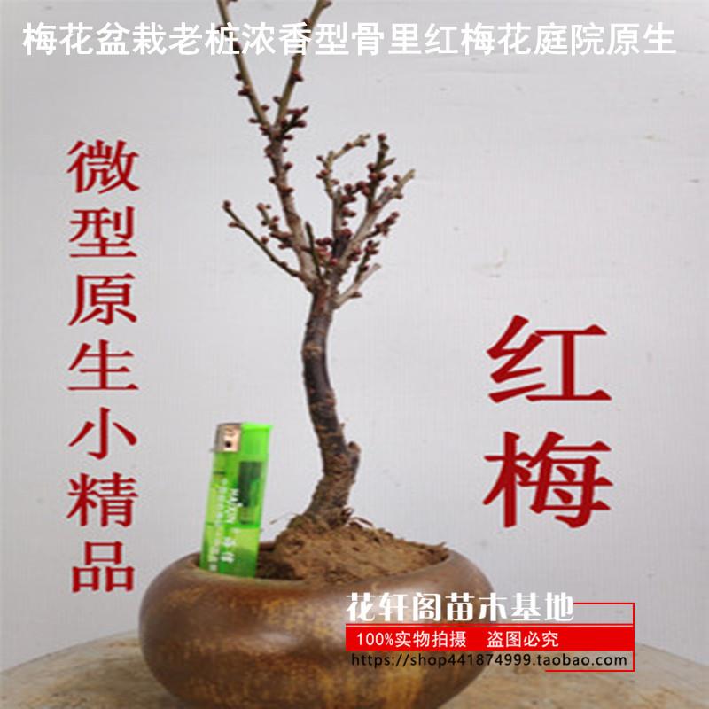 梅花盆栽老桩浓香型骨里红梅花庭院原生梅室内花卉盆景腊梅花树苗