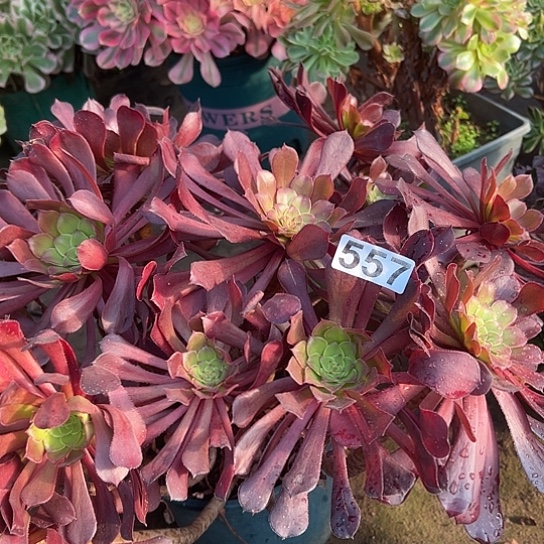 天***意多肉植物一个黑同557