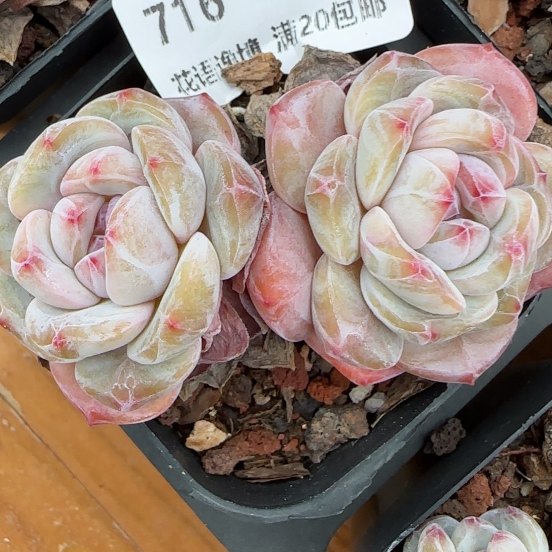 花语逸镜0203-716