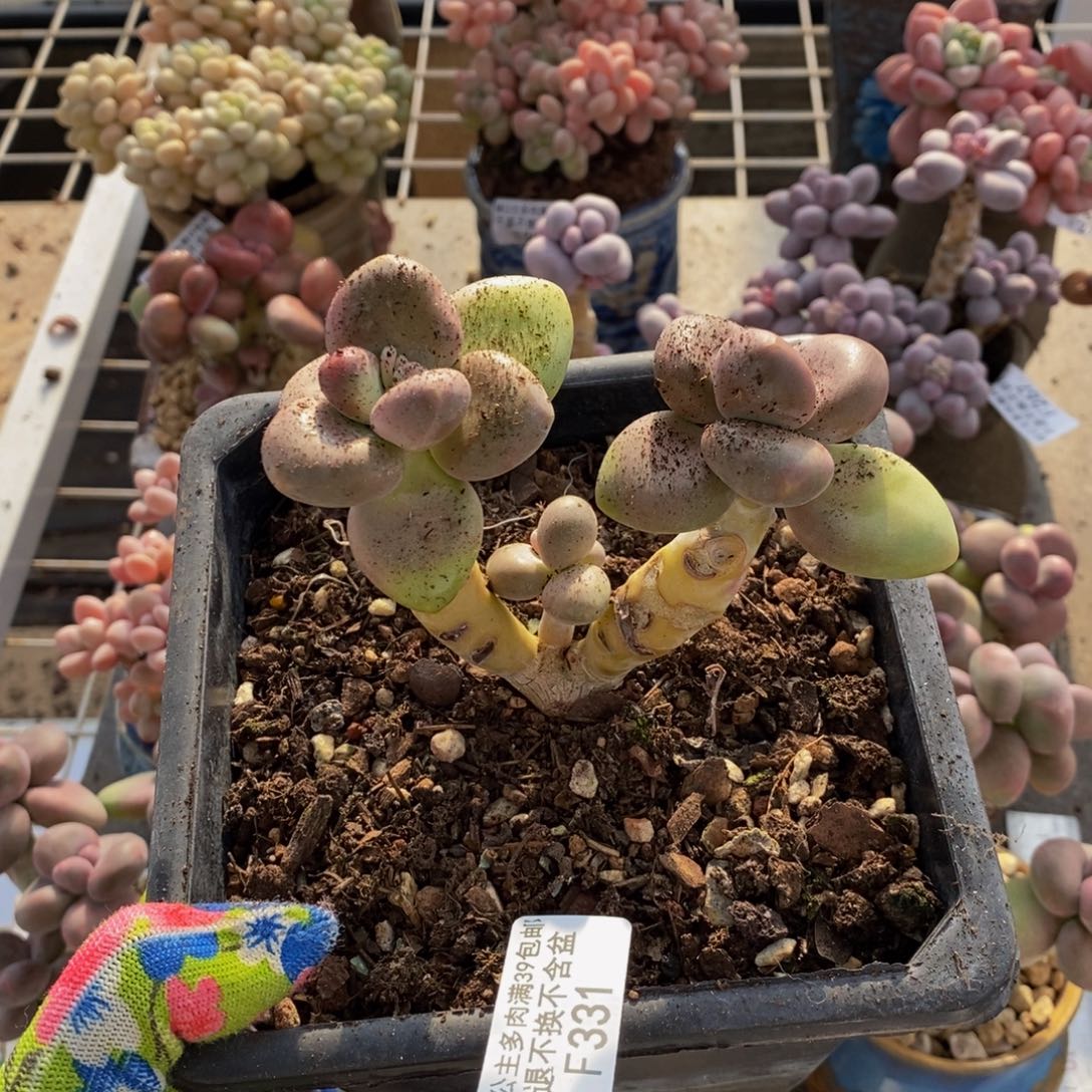 芒果奶酪331/7c m
