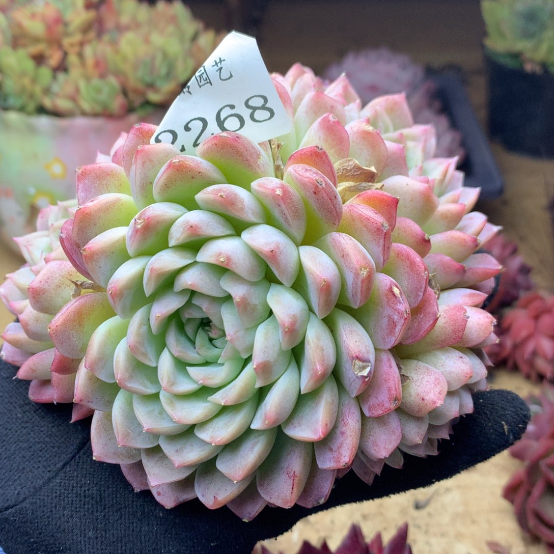 2268有叶伤杂交多肉老桩