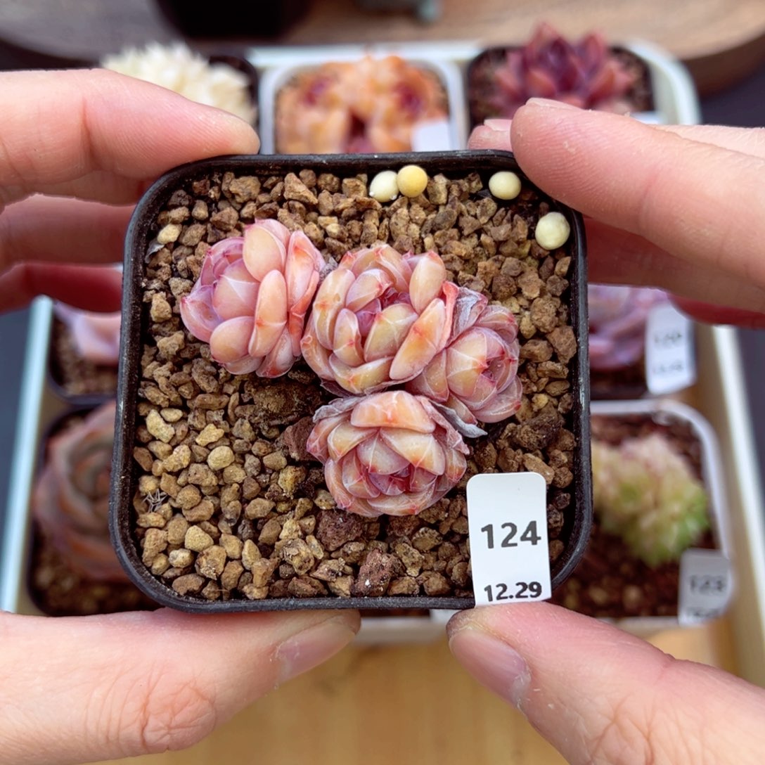 好好看124、哈哈哈哈