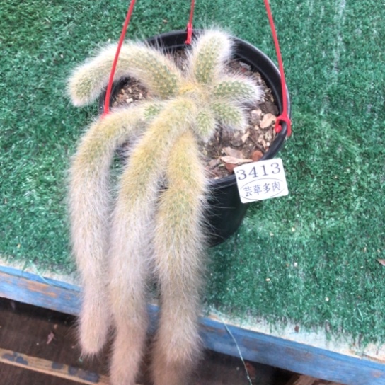 框拍3413。 一物一拍