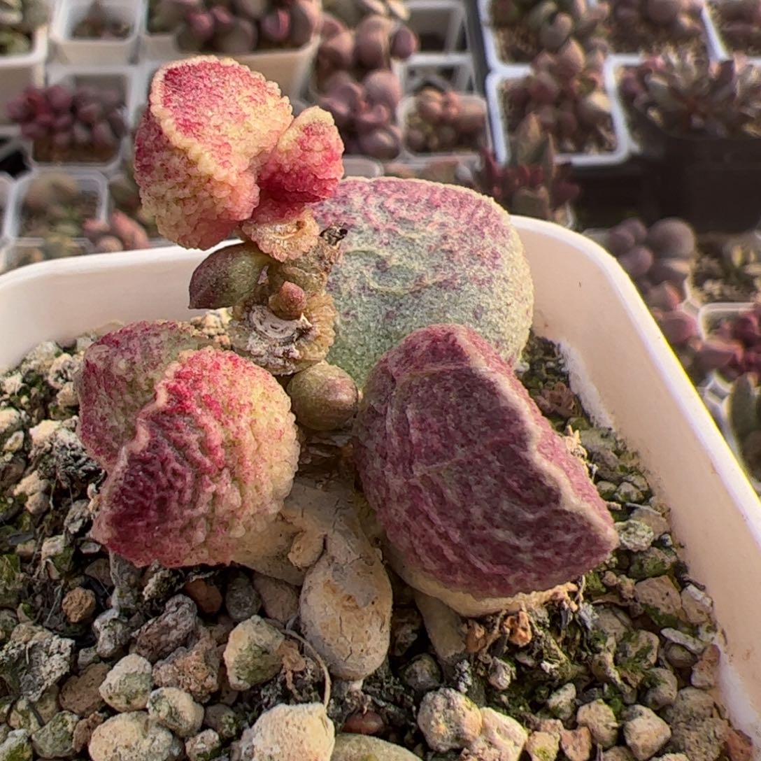 特价哈莫猪肝造型桩多肉植物