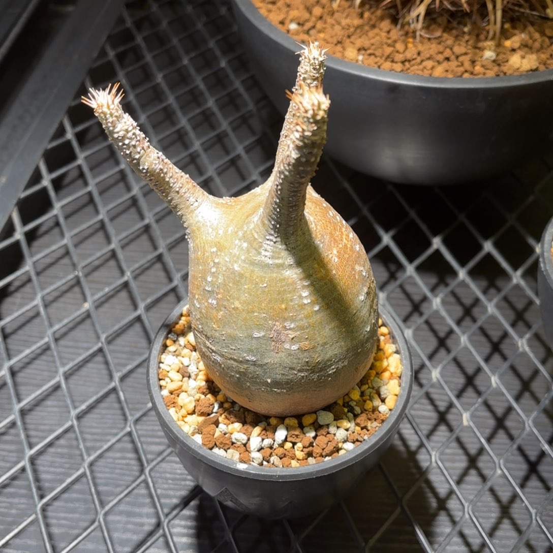 象牙宫块根植物哦