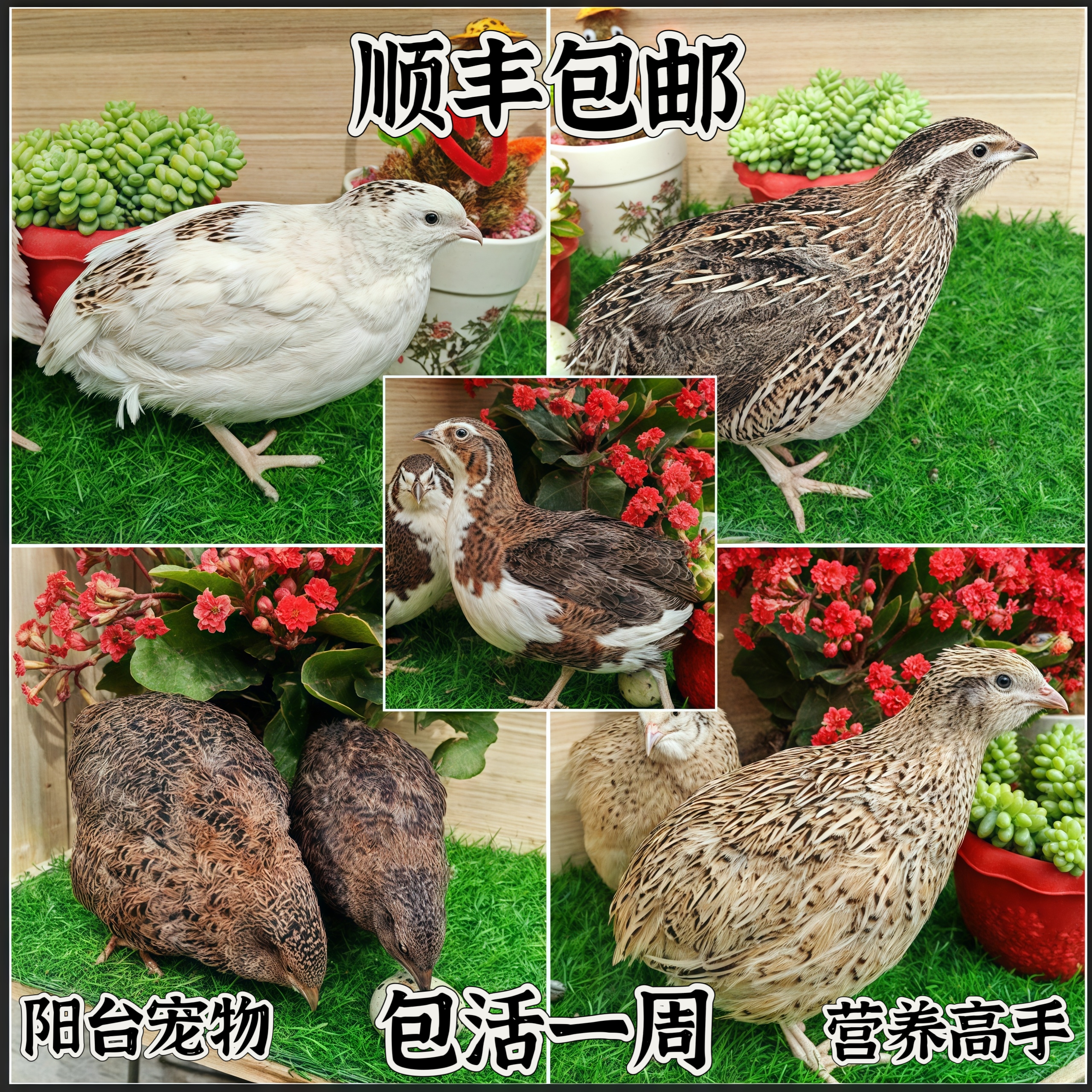 沙维鹌鹑鹌鹑鸟幼苗活苗活体天天下蛋鹌鹑活体活物白沙维巨型沙维