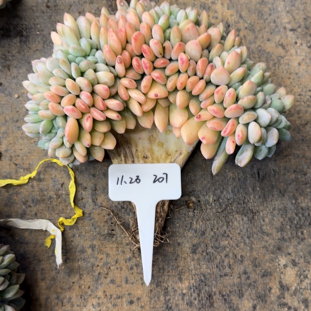 a***g一物一拍微瑕冰橙缀207