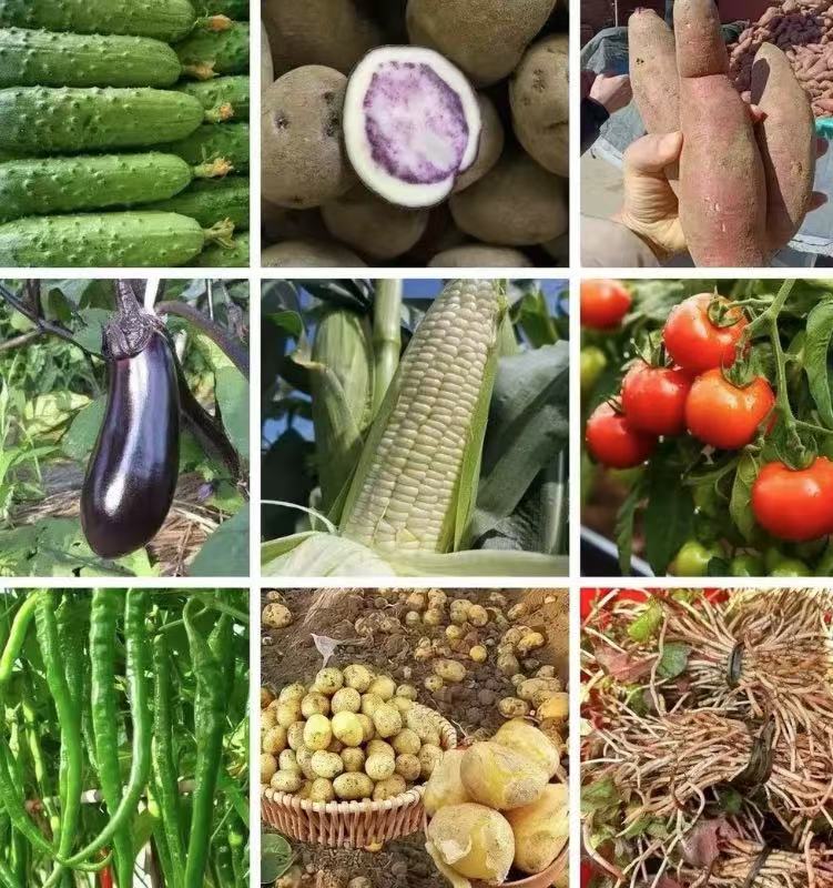 广西博白特色美食土特产（无售后谨慎下单）