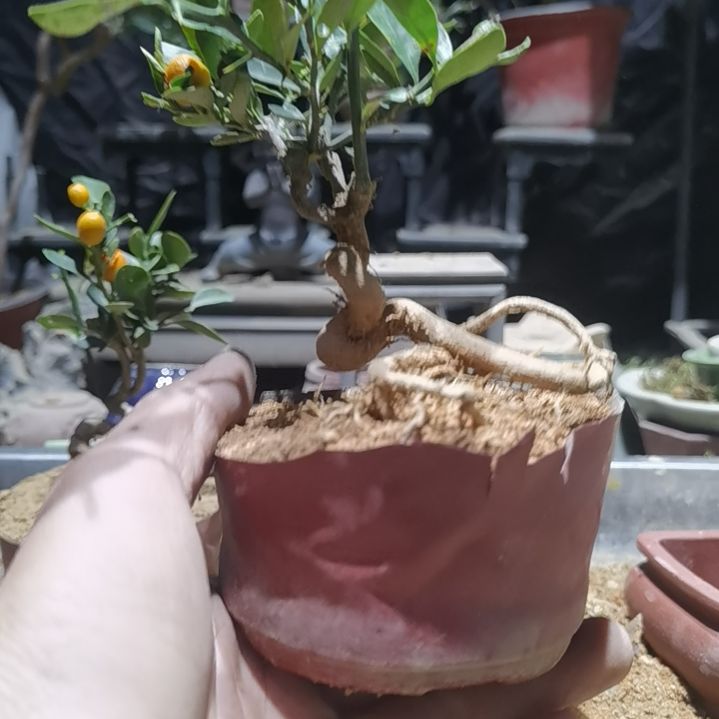 I***Q完全开放金豆小橘子