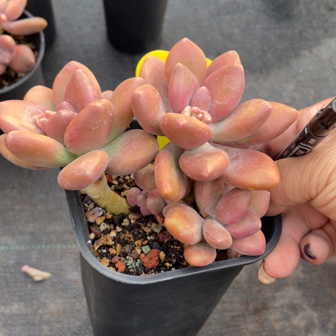 u****n芒果奶群生无砍一个58