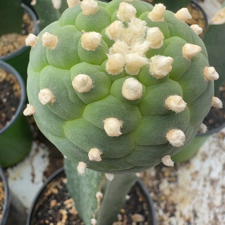 苗接优选仙人球5公分