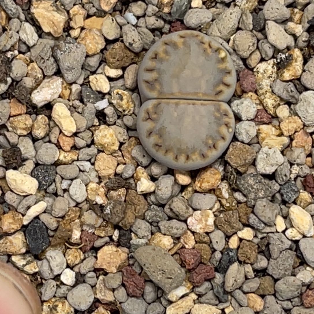 5796糖霜饼干1尺寸1.6净窗