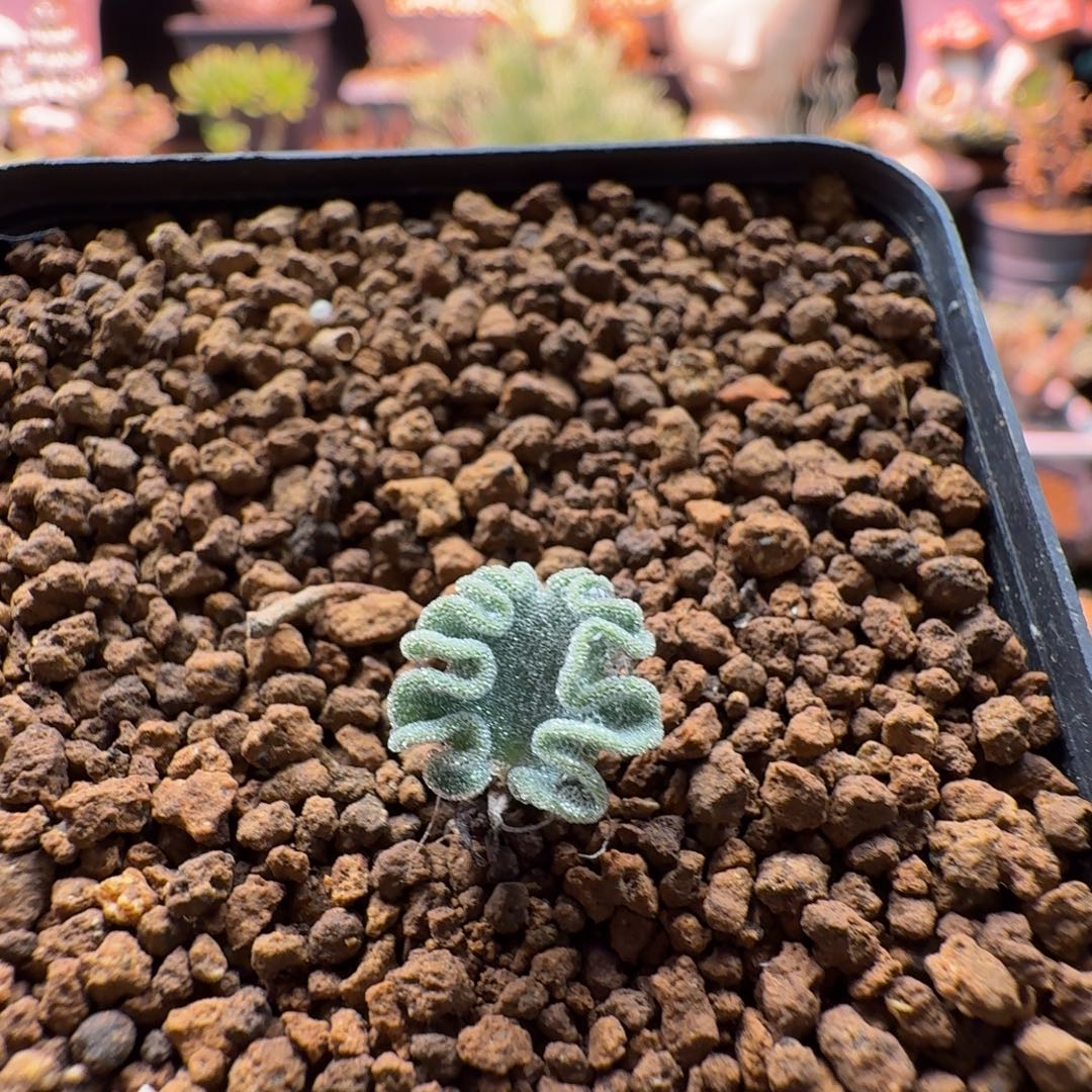 冰晶海带463 仙人掌