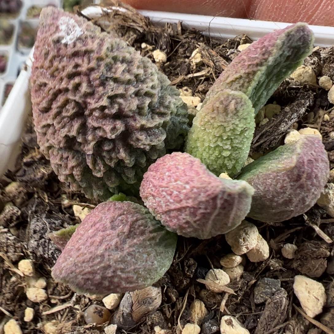 巨猪宝水泡多肉植物水泡