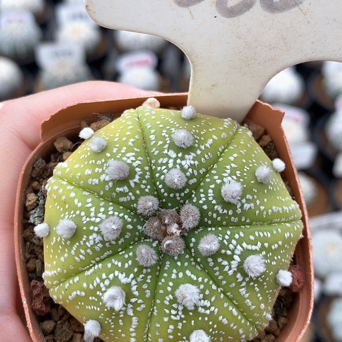 060黄体海星兜福利来啦