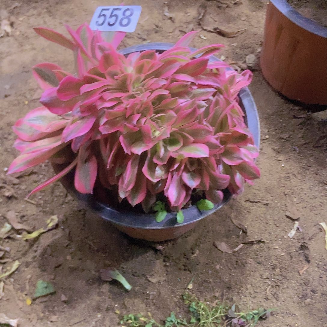 558分女巫缀小板子