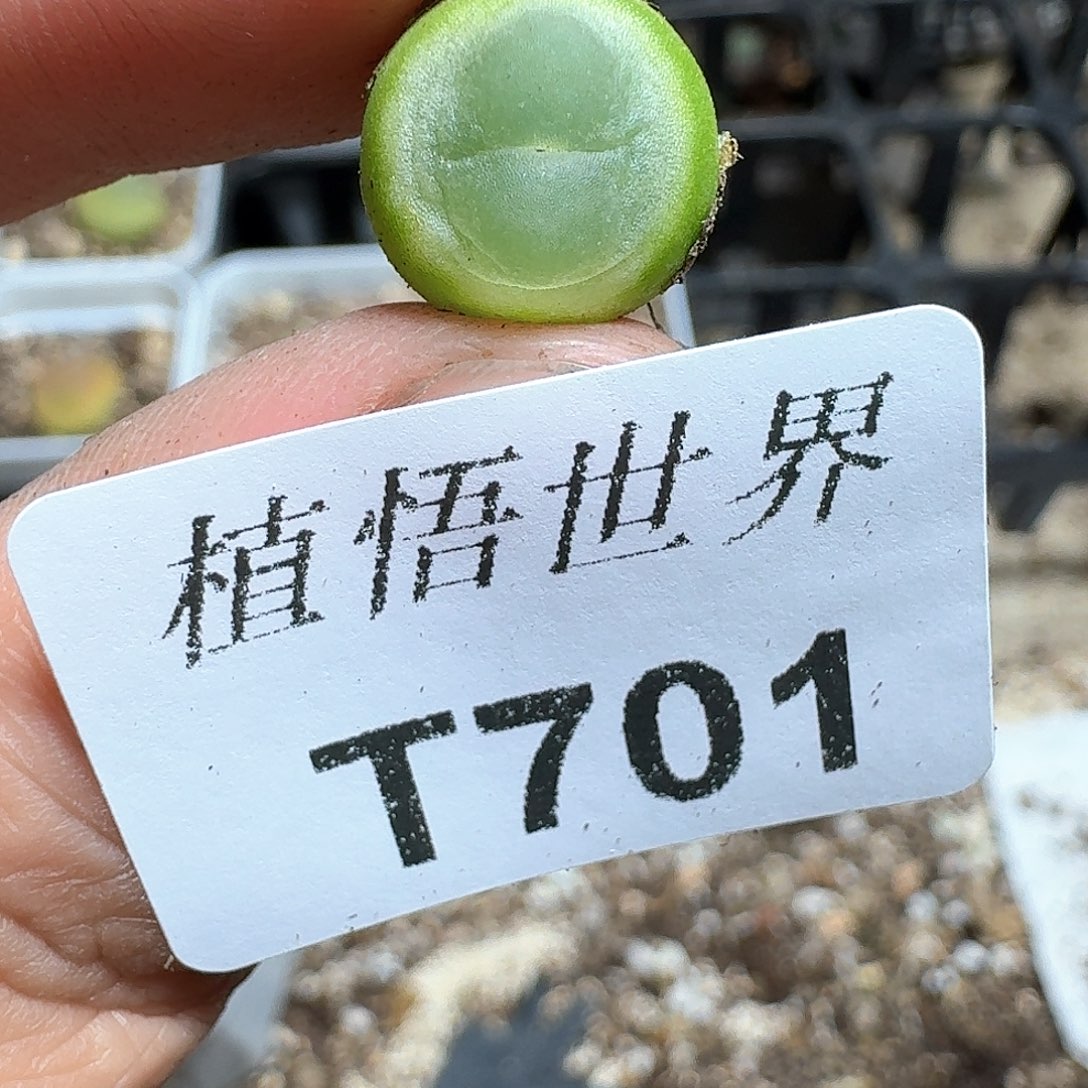 701盒多肉植物哇f v