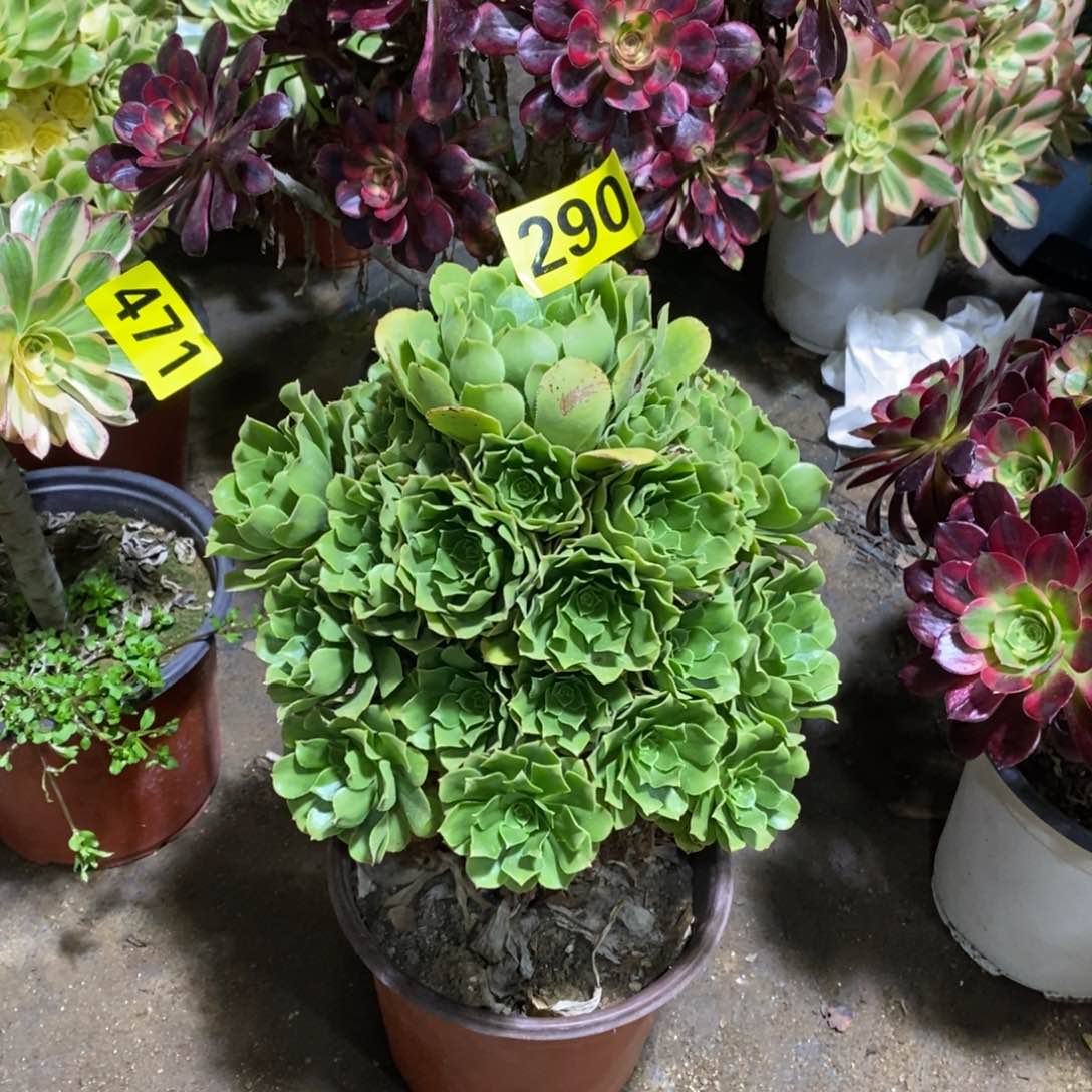 绿杨蓉多肉法师290