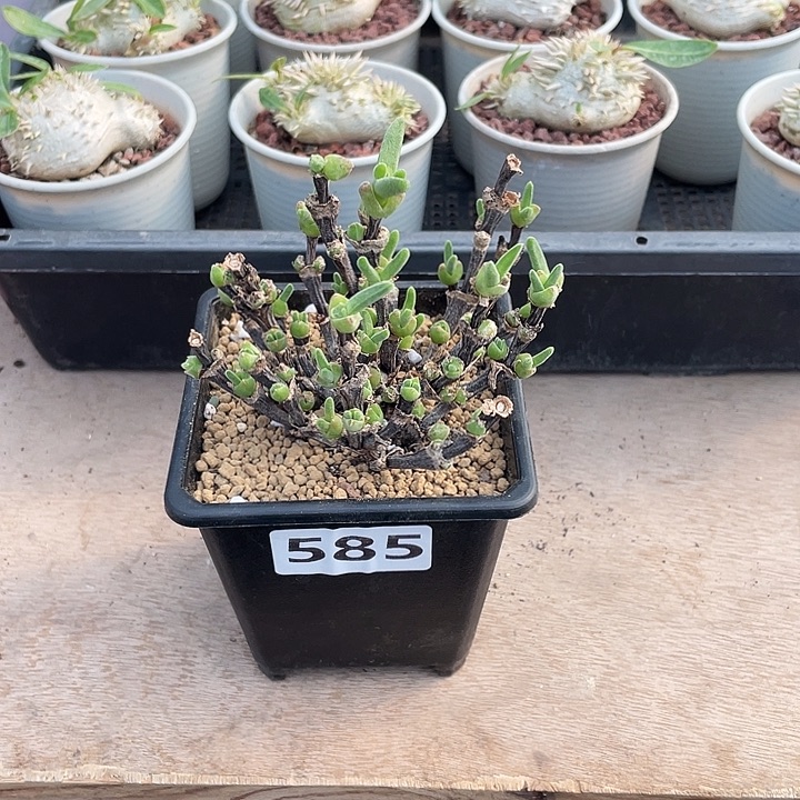 585枝干兔子老桩，