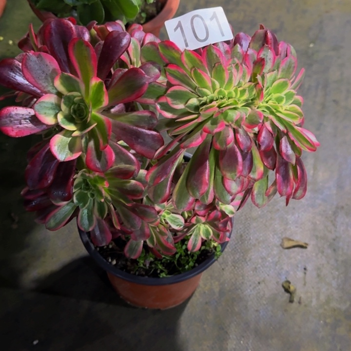 楠***】美杜莎追1010000000