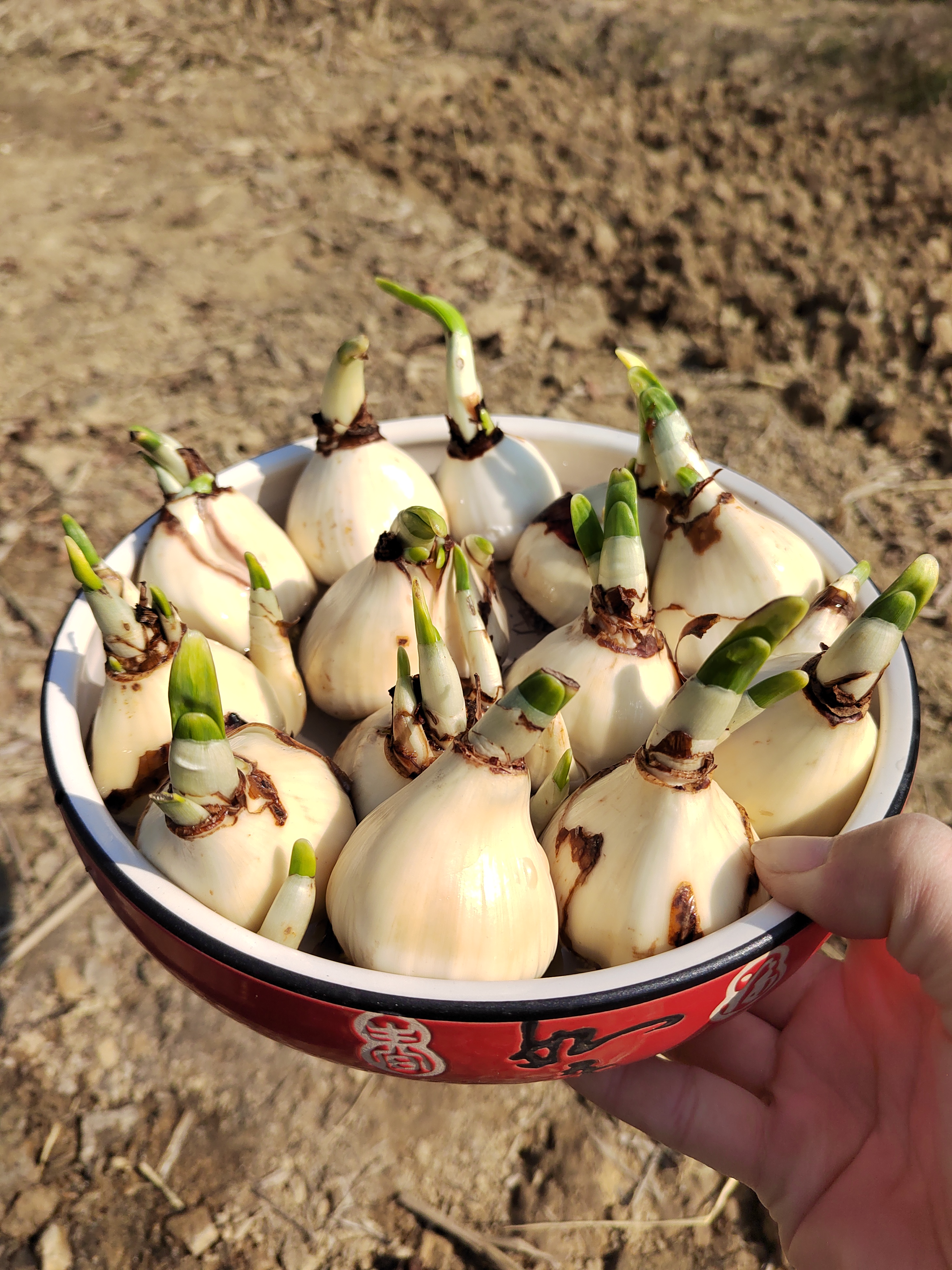 漳州水仙花种球中号红福瓷盆室内阳台盆栽好养开花香味花卉