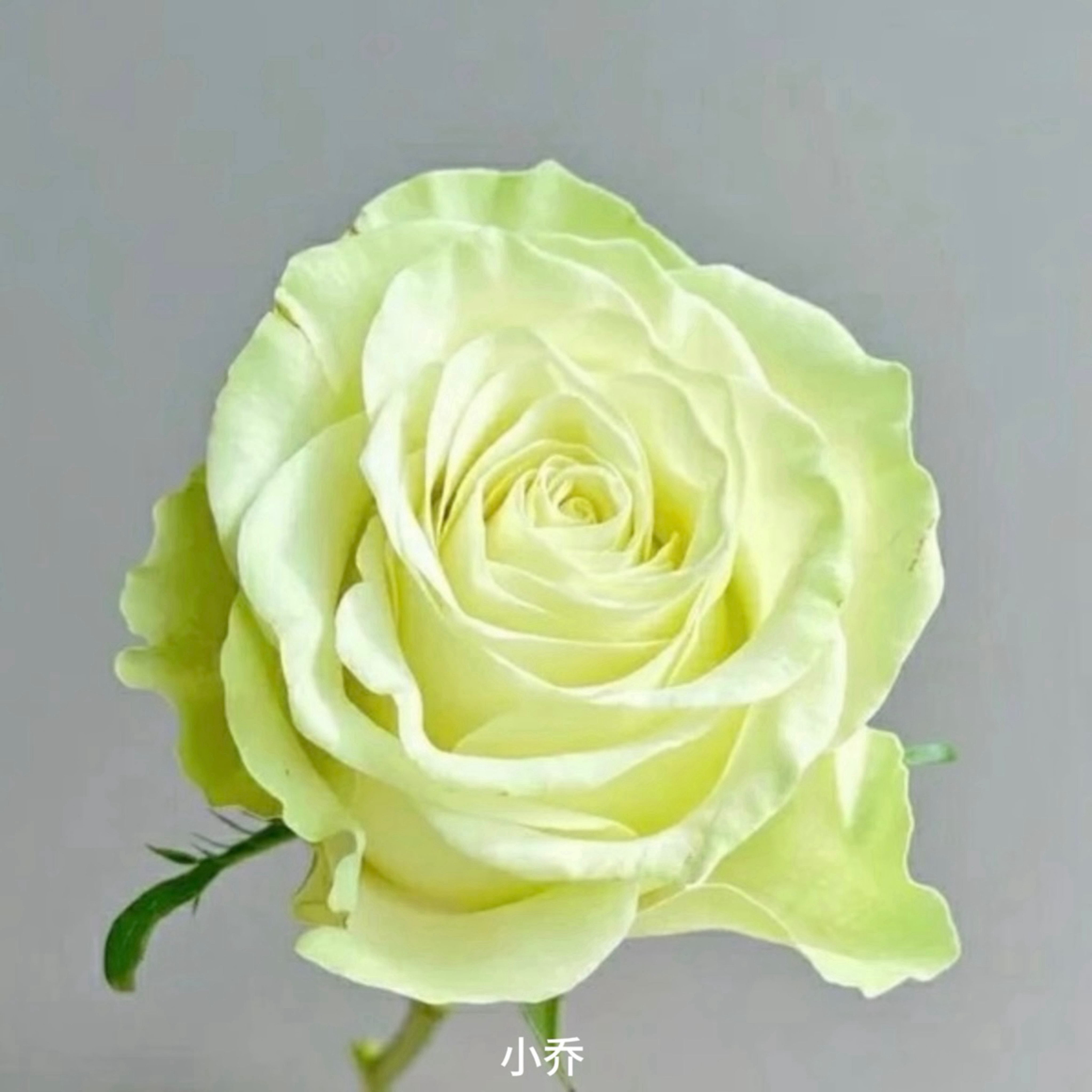 【小乔】绿白色大花勤花切花扦插盆栽月季！