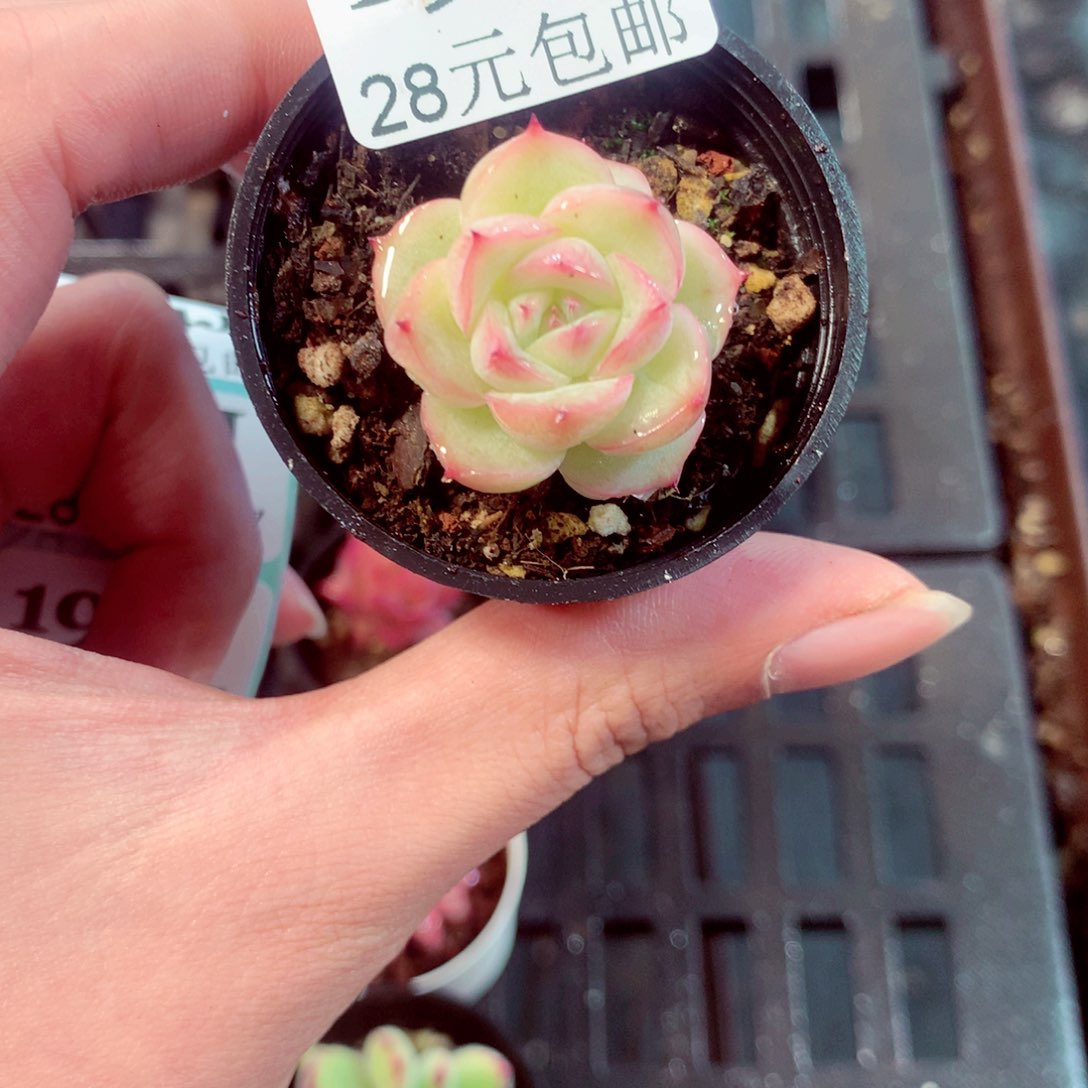 5厘米盆精控多肉193