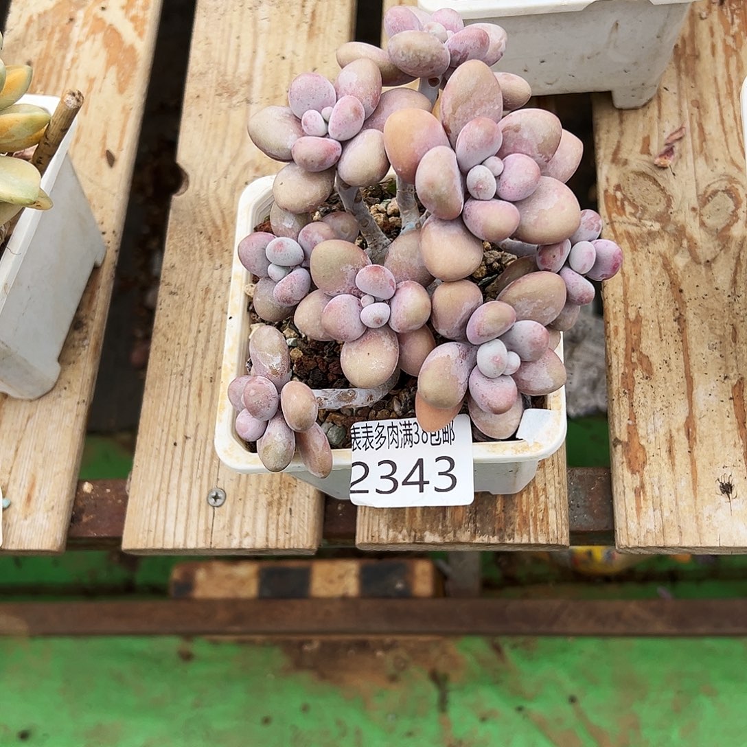 巴***本多肉一物一拍植物2343