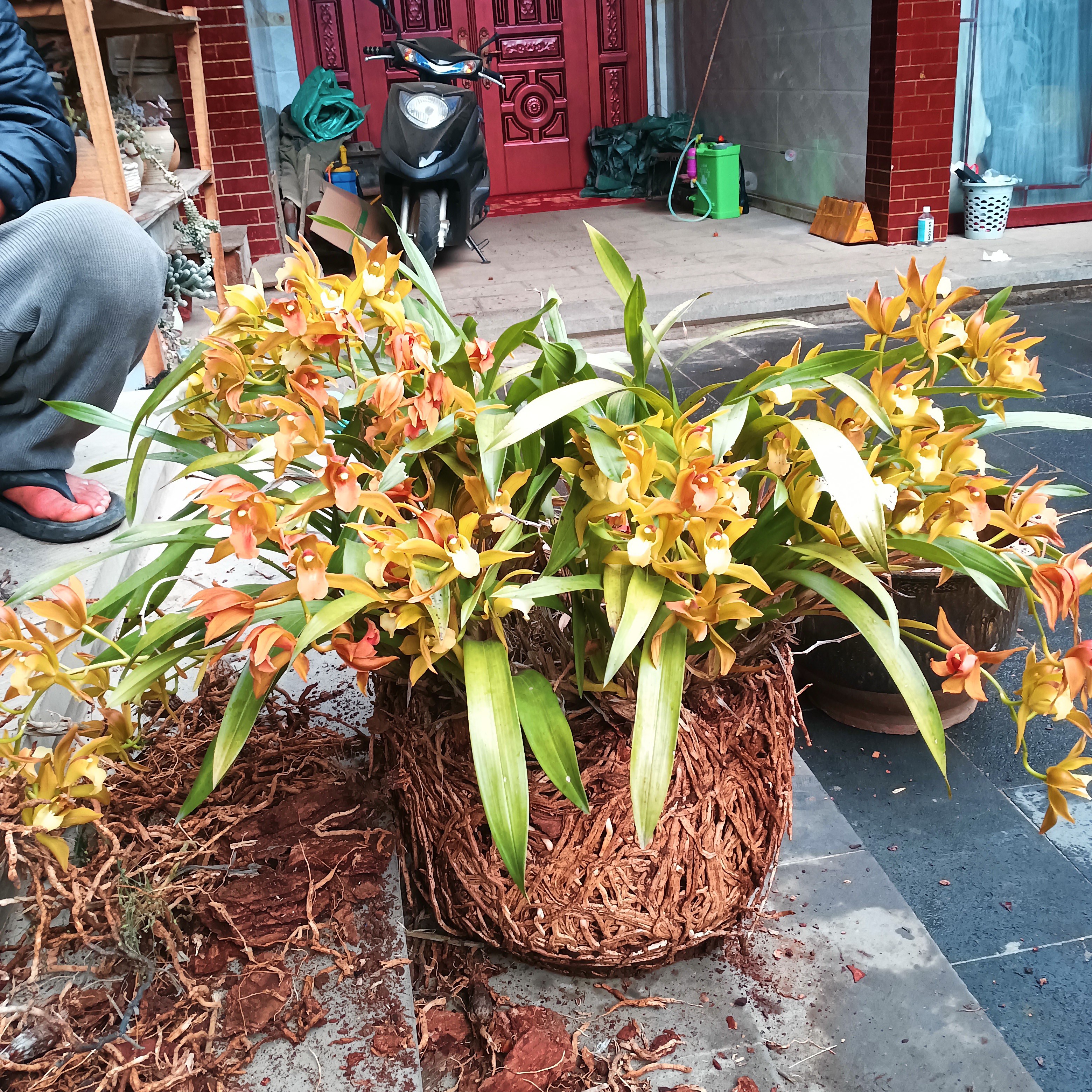 云南奇花艺草（自选链接）素花多花造景浓香好看